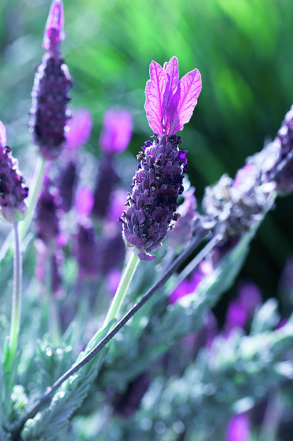 Morning Lavender Photograph by Misty Tienken