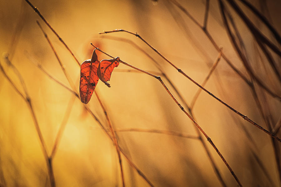 Nature Photograph - Morning Leaves by Carl Simmerman Nature Photograph - Morning Leaves by Carl Simmerman