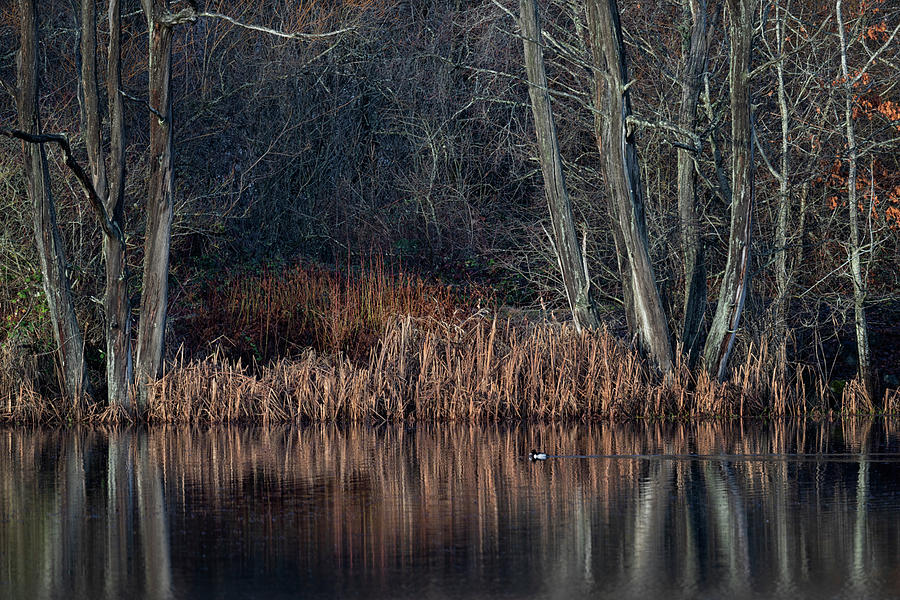 Duck Photograph - Morning Light at Buttertubs Marsh by Randy Hall