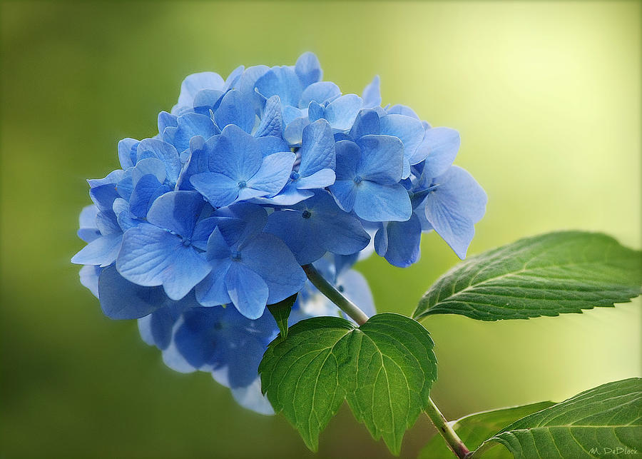 Morning Light Blue Hydrangea Photograph by Marilyn DeBlock - Fine Art ...