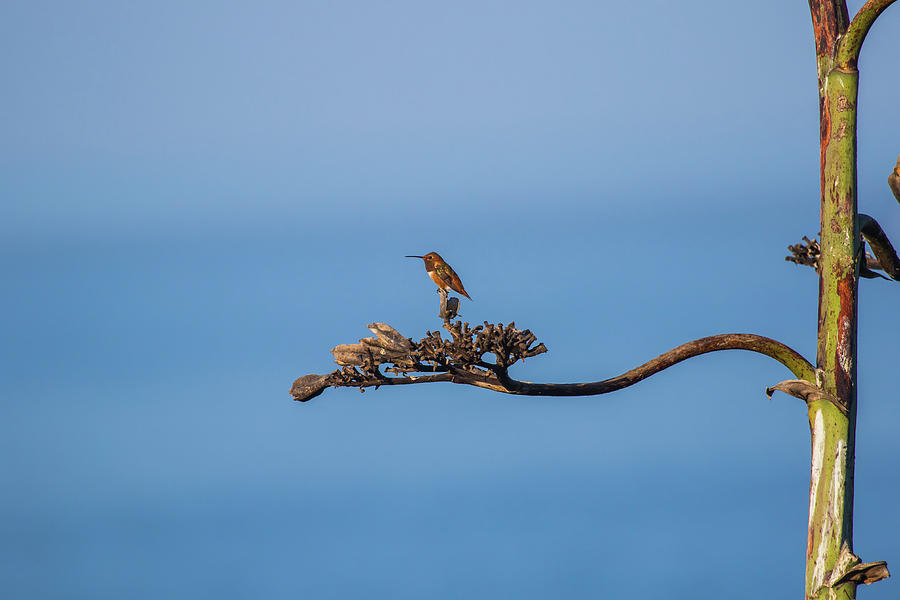 Morning light Cliff top Hummingbird  Photograph by Duncan Selby