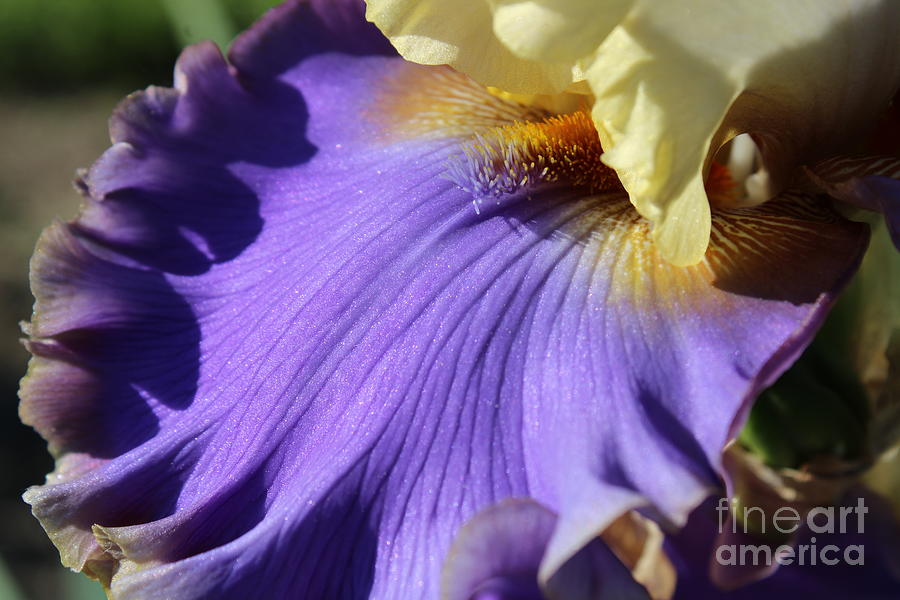 Iris Photograph - Violet Waves  by Fantasy Seasons