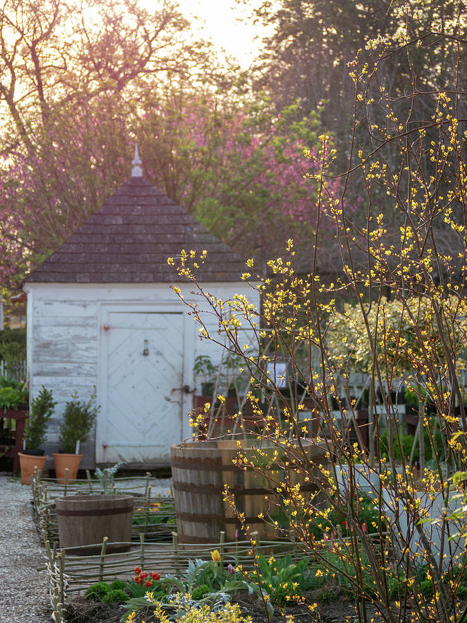 Morning Light in a Colonial Garden Photograph by Rachel Morrison