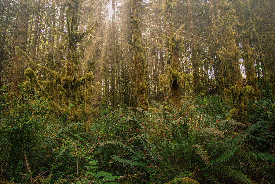 Morning Light in Coastal Forest Photograph by Bill Posner