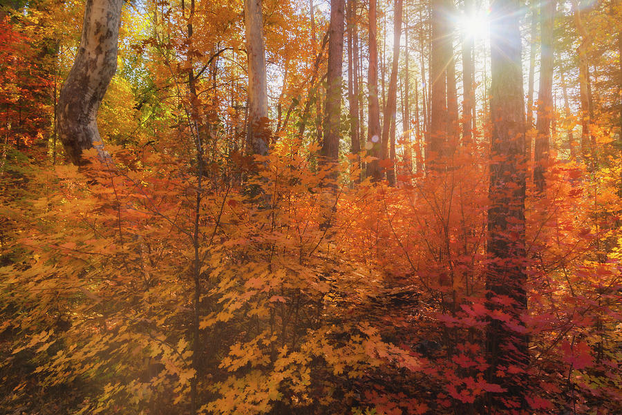 Morning Light In The Fall Forest  Photograph by Saija Lehtonen