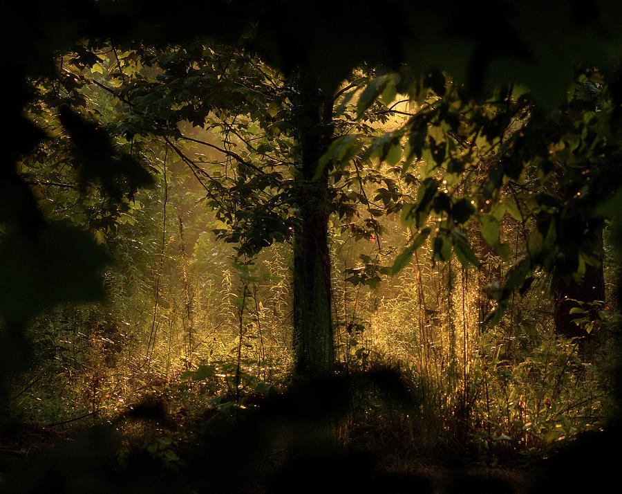 Morning Light in the Uwharrie National Forest, Photograph, Print Photograph by Eric Abernethy