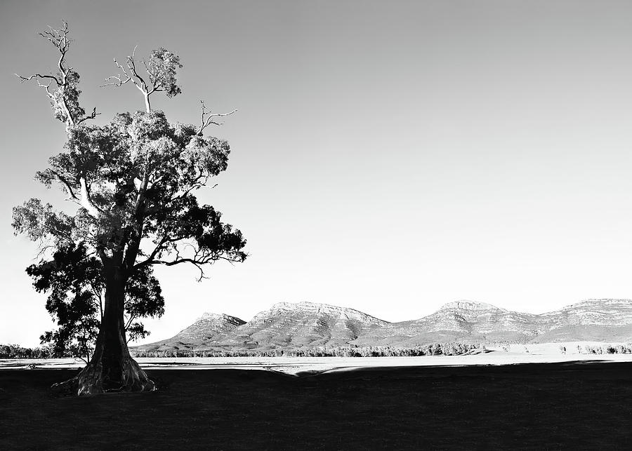 Morning Light on Cazneaux Tree BW Photograph by Lexa Harpell