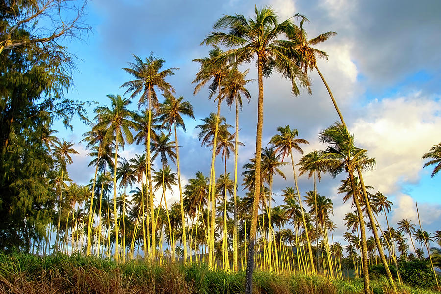Morning Light on Coconut Palms Photograph by Anthony Jones
