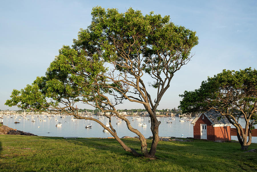 Morning Light on Marblehead Harbor from Chandler Hovey Park Photograph by Toby McGuire