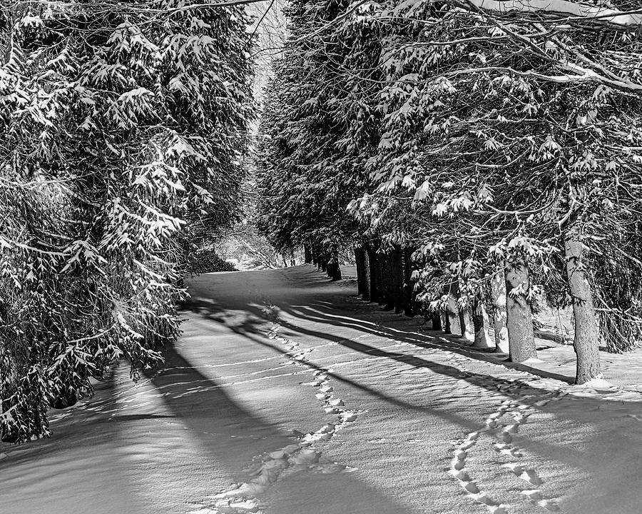 Morning Light on Maudslay State Park Animal Track Newburyport MA Snow Black and White Photograph by Toby McGuire