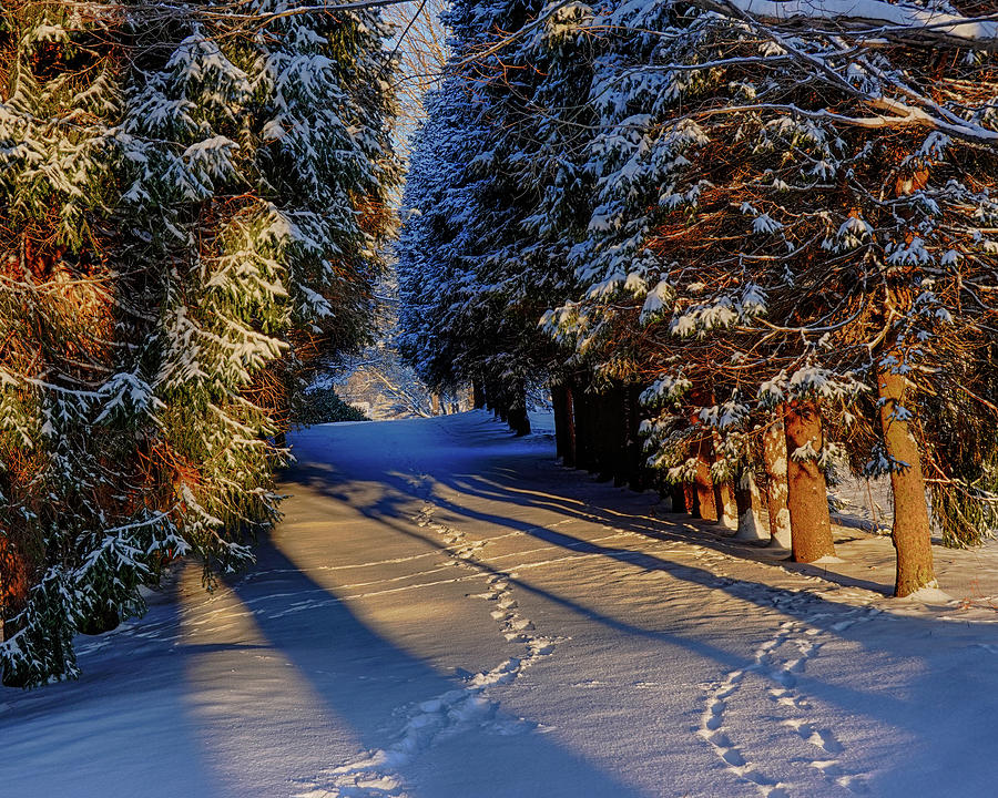 Morning Light on Maudslay State Park Animal Track Newburyport MA Snow Photograph by Toby McGuire