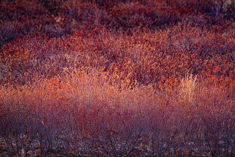 Morning Light On Sweet Fern Photograph by Jeff Sinon
