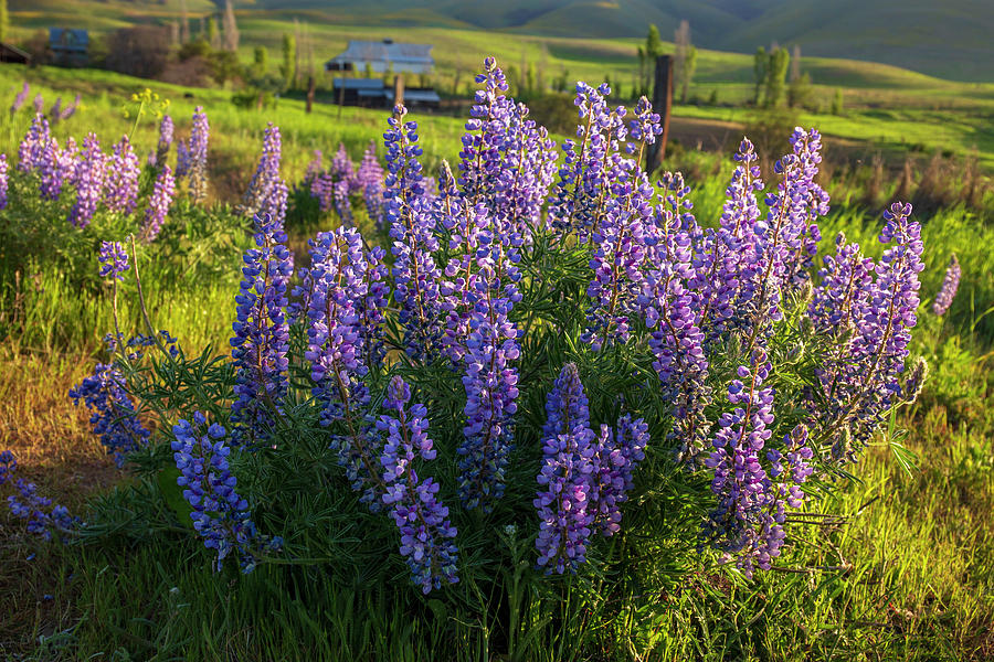 Morning light on the lupine Photograph by Lynn Hopwood
