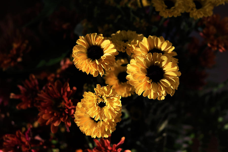 Morning Light on Yellow Mums Photograph by Sheila Brown