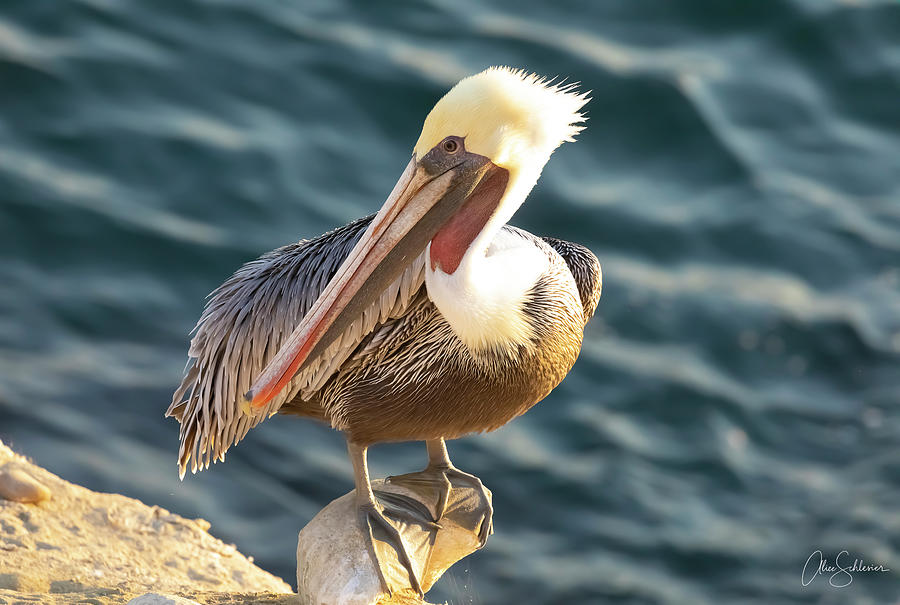 Morning Light Pelican Photograph by Alice Schlesier