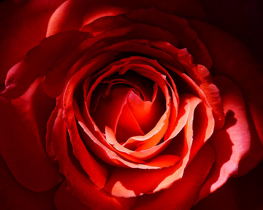 Morning Light Red Rose Photograph by KJ Swan