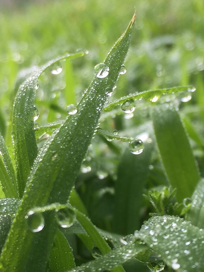 Morning Light Reflected in Dew Drops on the Grass Photograph by Shelli Fitzpatrick Morning Light Reflected in Dew Drops on the Grass Photograph by Shelli Fitzpatrick