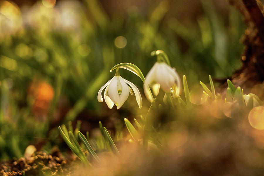 Morning light shining on easter flower on the garden. Galanthus nivalis grow up. Snowdrop shoot in morning. First spring flower. New start Photograph by Vaclav Sonnek