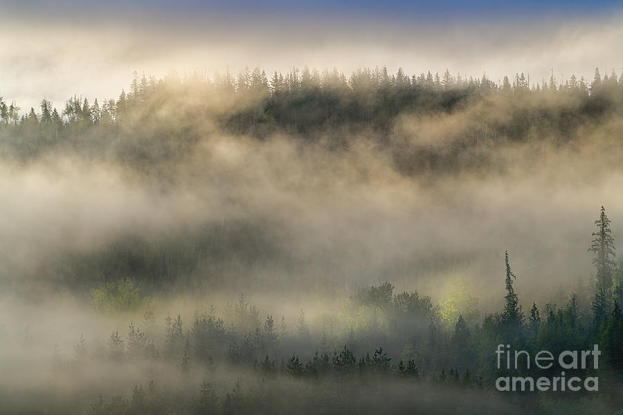 Morning Light Streaming Through Fog Photograph by Lisa Manifold
