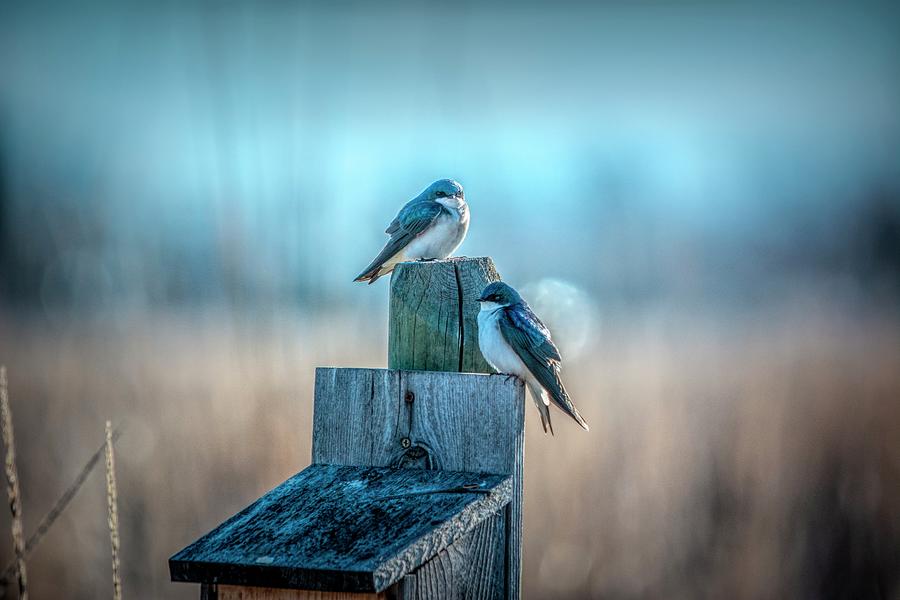 Morning Light Swallows Photograph by Pamela Dunn-Parrish