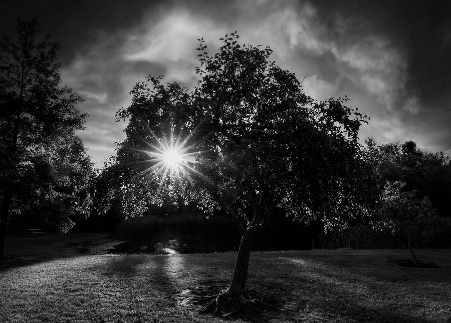 Morning Light Teddy Bear Park Black And White Photograph by Dan Sproul