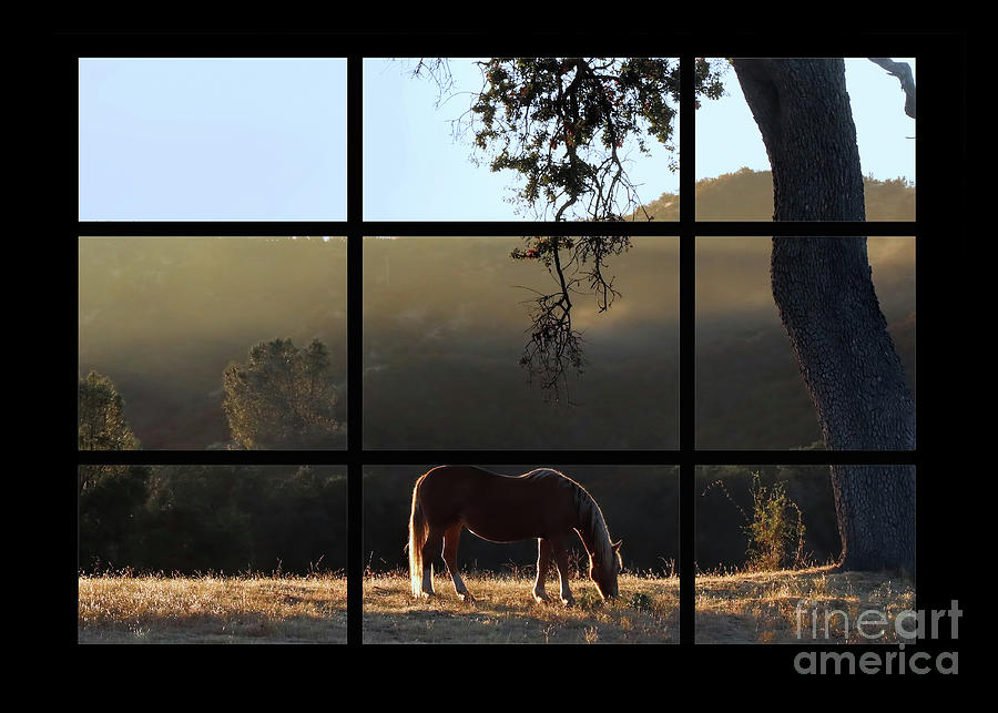 Morning Light with Horse and Oak Tree in the Mist Window View Photograph by Stephanie Laird