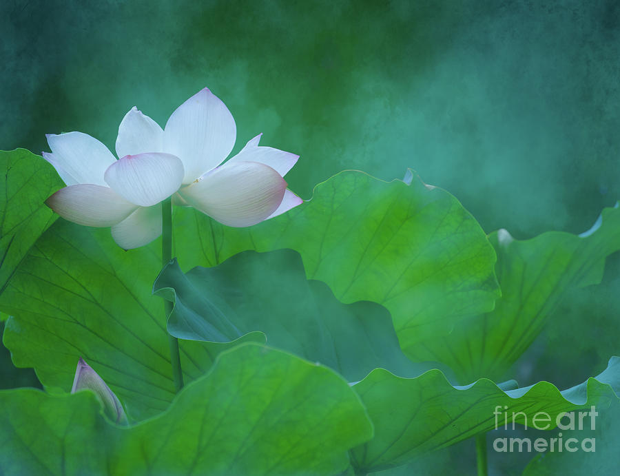 Morning Lotus Bloom Photograph