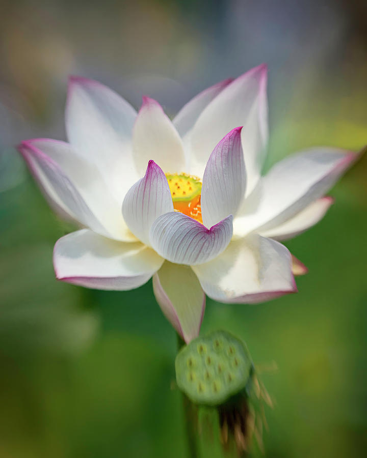 Morning Lotus Photograph by Teresa Wilson