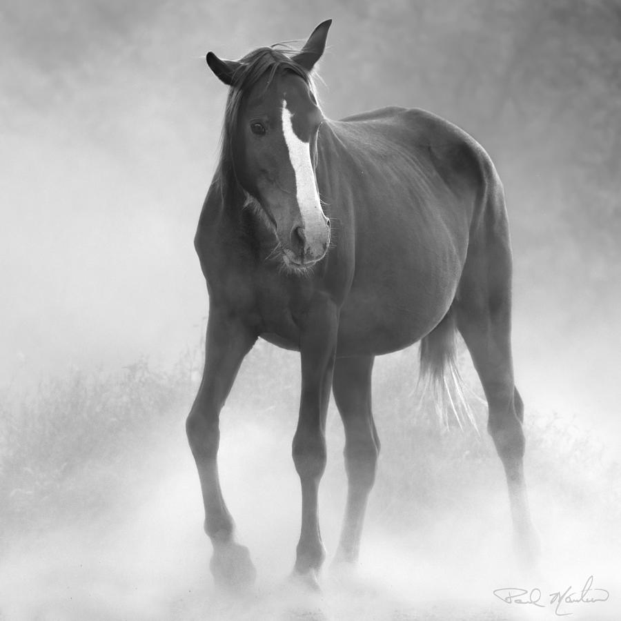Morning Mare. Photograph by Paul Martin