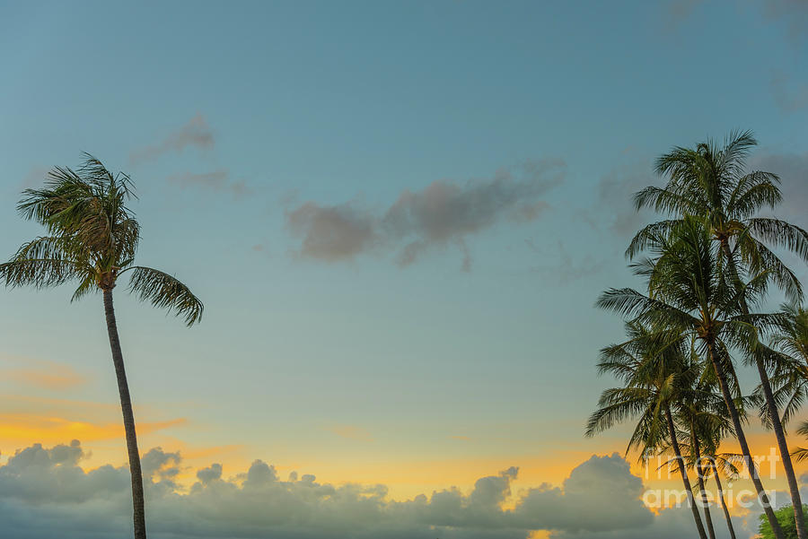 Morning Maui Palms Photograph