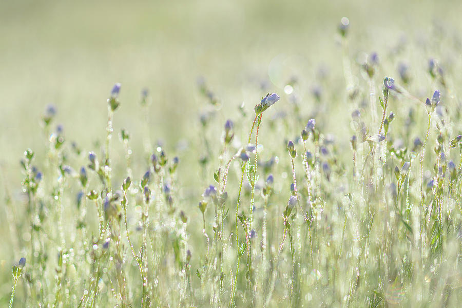 Flower Photograph - Morning Meadow Dancers by Alexander Kunz