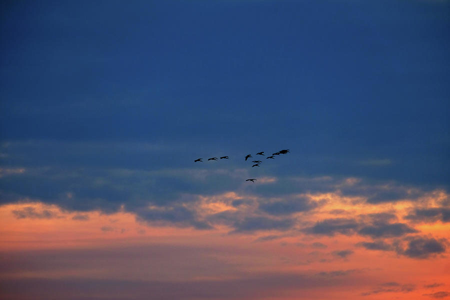 Morning Migration Photograph by Eric Hafner