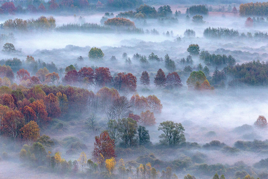 Morning mist around the trees Photograph by Pietro Ebner