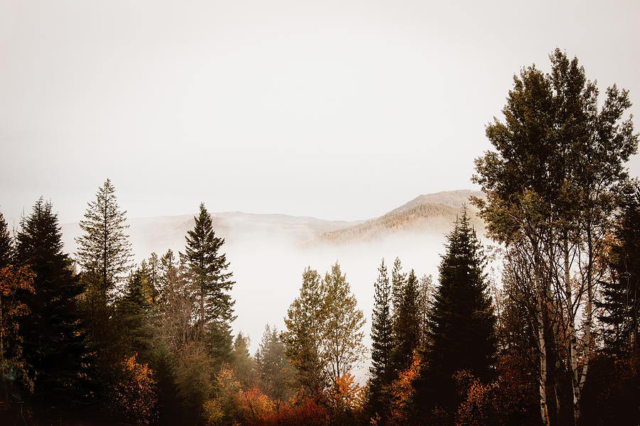 Morning Mist Photograph by Carmen Kern