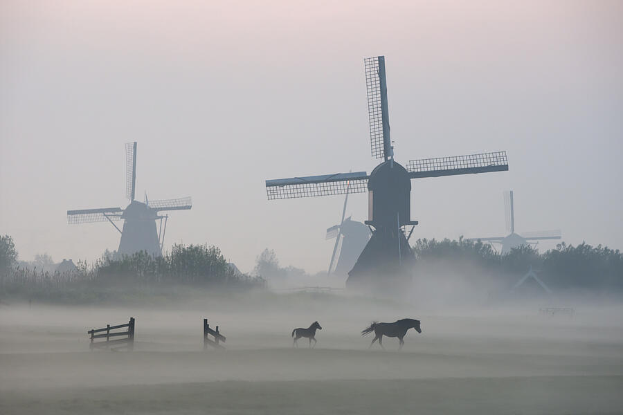 Morning mist surrounds foal and mare while walking before windmills Photograph by Dmathies