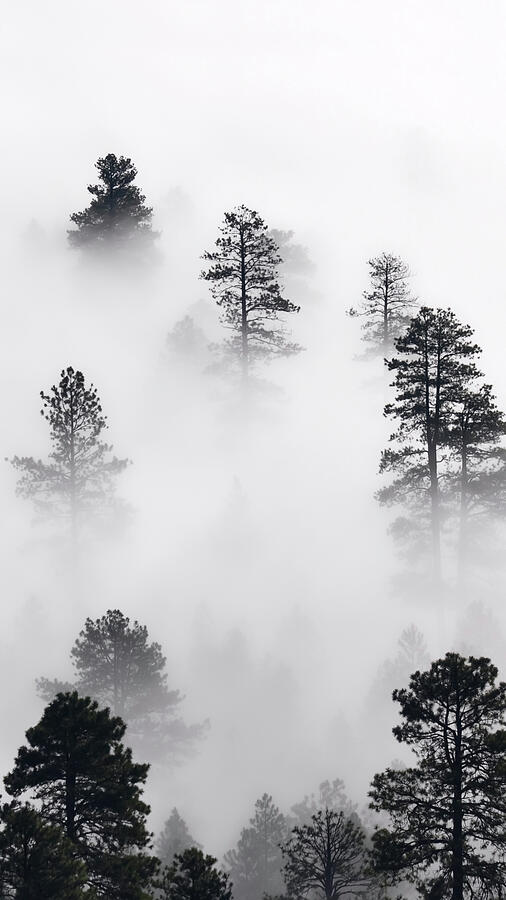 Tree Photograph - Morning misty clouds settle in East Clear Creek by The Luxury Art Collection