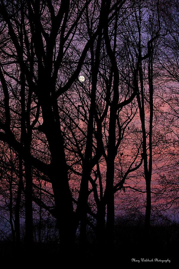 Morning Moon Photograph by Mary Walchuck