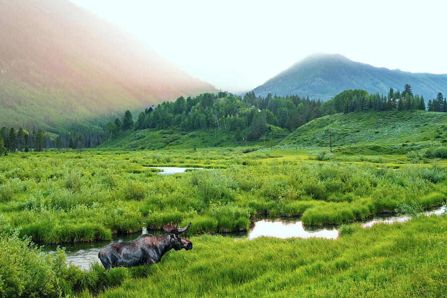 Morning Moose In Crested Butte Photograph