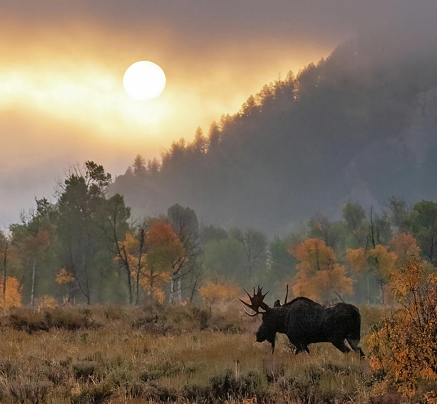 Morning Moose Photograph by Max Waugh