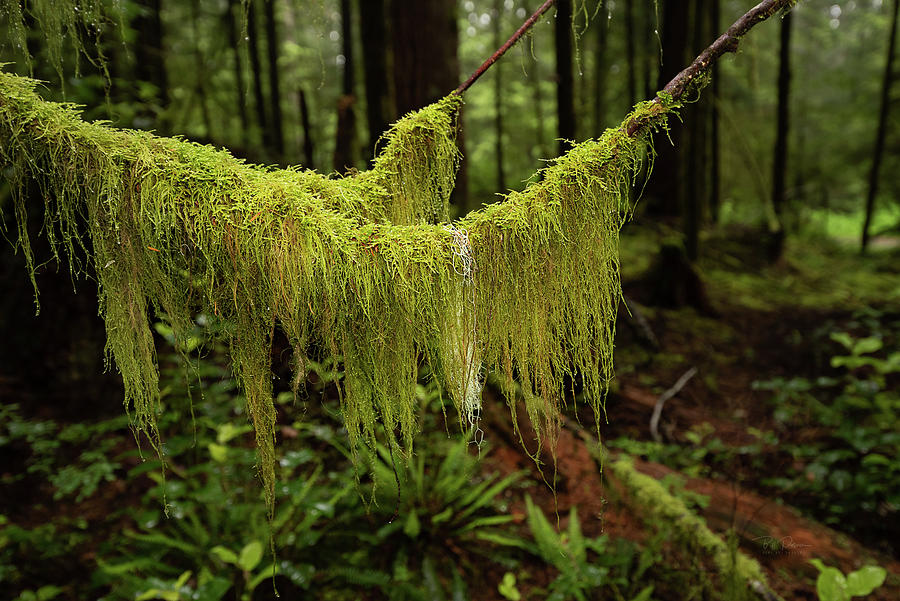 Morning Moss Hang Photograph by Bill Posner
