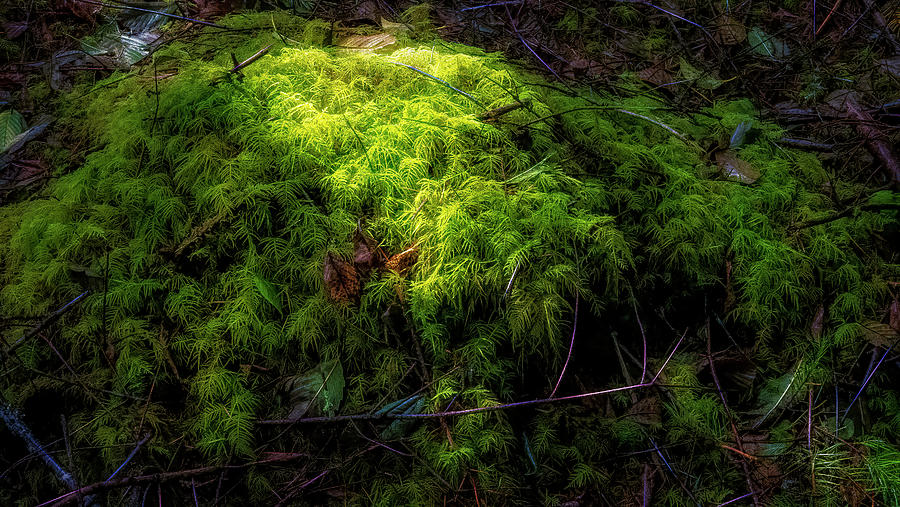 Morning Moss Pile Photograph by Bill Posner