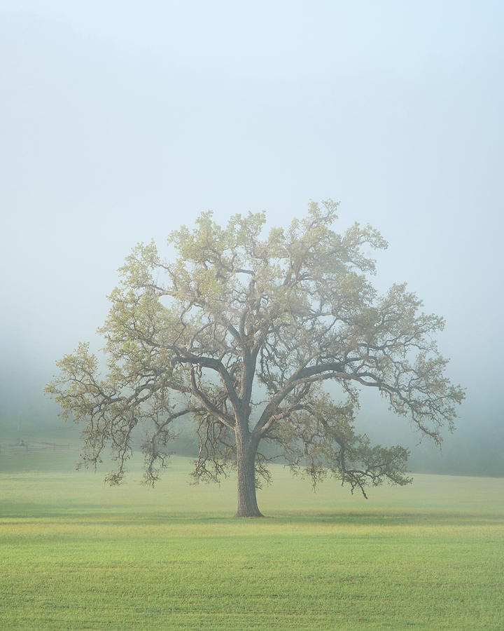 Tree Photograph - Morning Oak by Joseph Smith