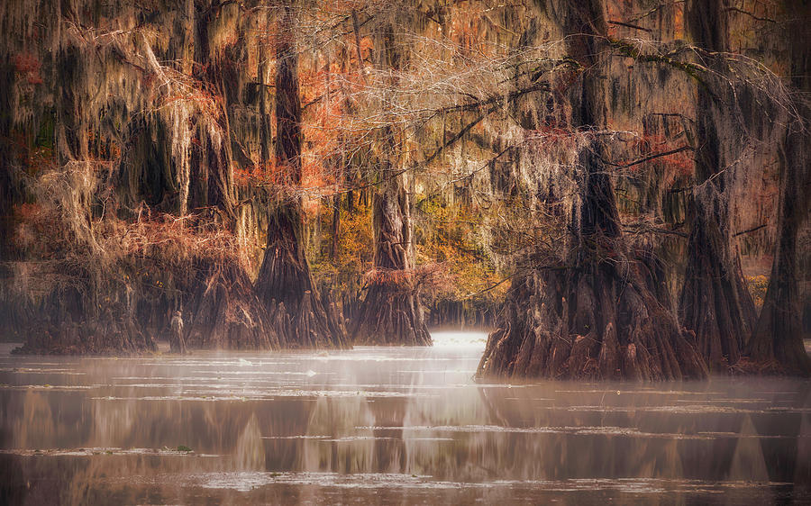 Morning On The Bayou Photograph By Kim Nordby - Fine Art America