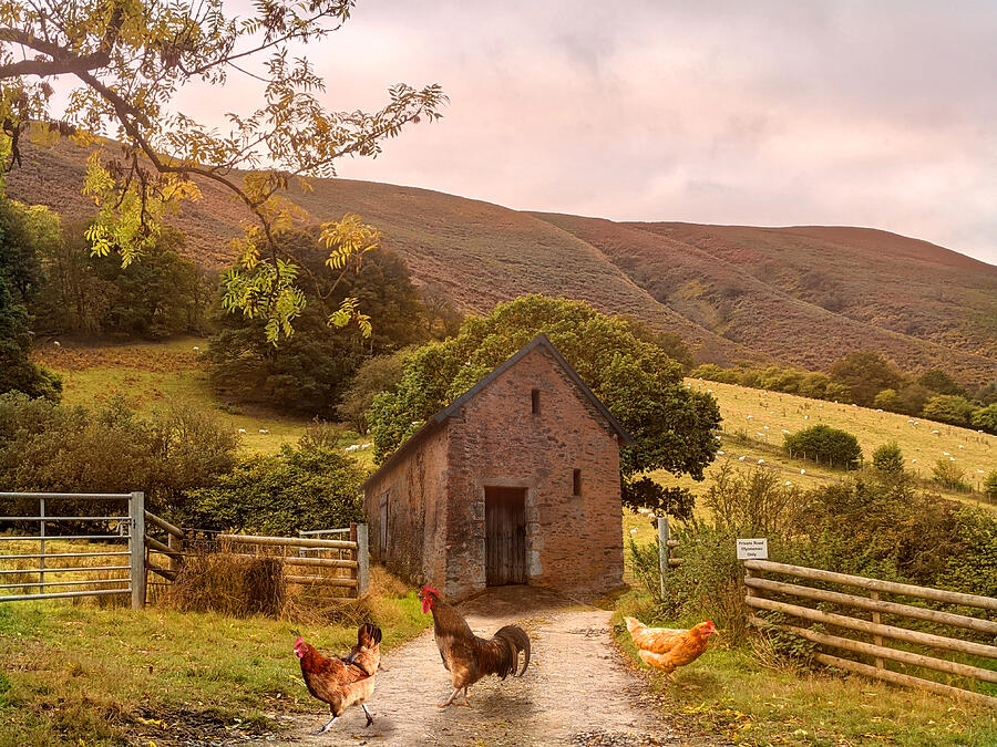 Morning on the Farm  Mixed Media by Shelli Fitzpatrick