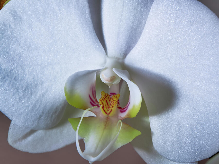 Morning Orchid Photograph by Angelo DeVal
