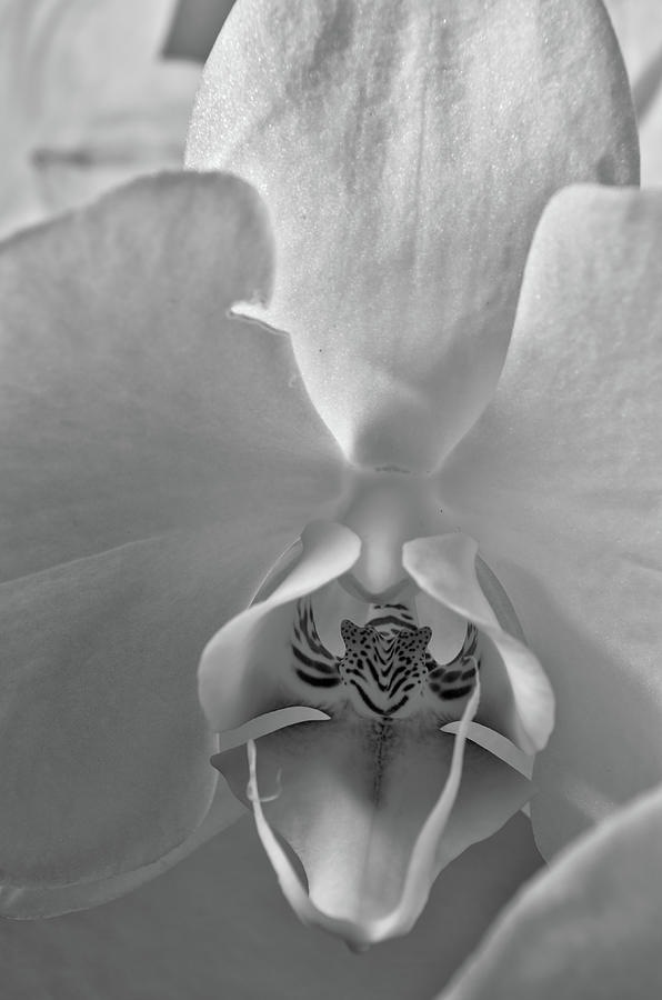 Orchid Photograph - Morning Orchid in Monochrome by Angelo DeVal