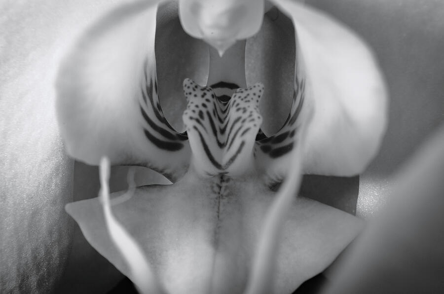 Morning Orchid Monochrome Close up Photograph by Angelo DeVal
