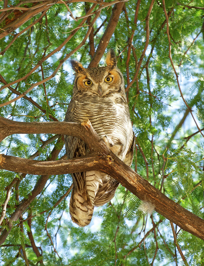 Morning Owl Photograph by Barbara Sophia Travels
