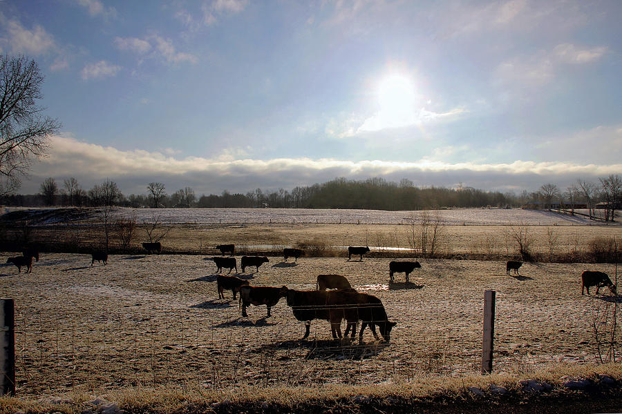 Cow Photograph - Morning Pasture by Linda Goodman