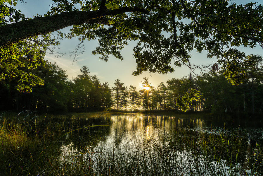 Morning Pond Reflections Photograph by Owen Weber